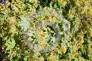 Flowers of the maple tree