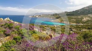 Flowers in the maquis at La Revellata near Calvi in Corsica