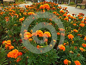 Flowers marigolds