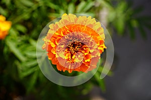 flowers marigolds orange in the garden closeup image