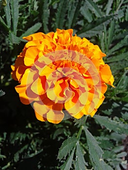 the flowers marigolds. summer time. July 2018