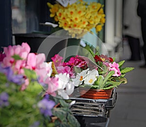 Flowers at market