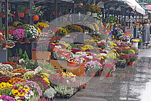 Flowers market Belgrade