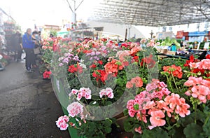 Flowers market. Flower exchange