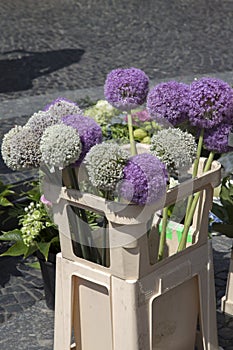 Flowers in Market Square, Mainz