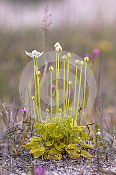 Flowers of Marsh grass of Parnassus