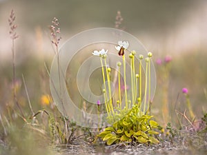 Flowers of Marsh grass of Parnassus with insect