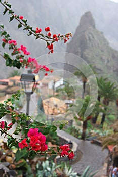 Flowers of Masca Mountain photo