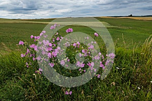 Flowers on the masurian meadows