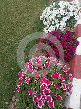 Flowers in Mathura Radha Krishna Temple