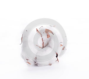 Flowers mature cotton