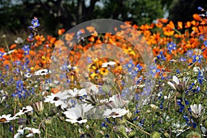 Flowers meadow