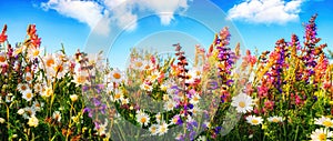 Flowers on a meadow and the blue sky