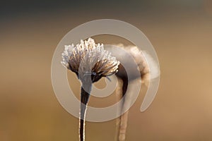 Flowers in the meadow in the morning