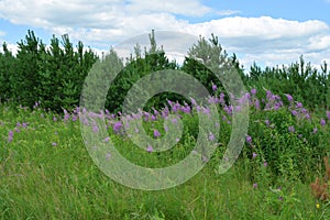 Flowers on the meadow and pine forest, summer nature landscape background