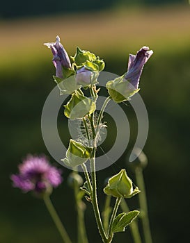 Flowers of the meadow plant Mallow in the early morning