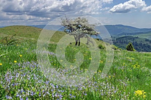 Flowers in meadow. Spring mountain landscape - Baiului Mountains, landmark attraction in Romania