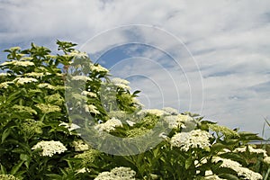 Flowers on a meadow in Denmark