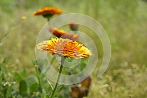 Flowers in a meadow to attract bees