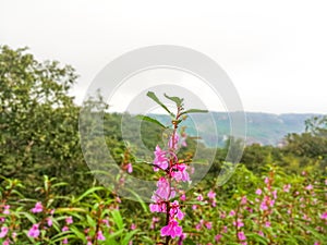 FLOWERS IN THE MEADOWS OF PACHMARHI HILL STATION || FLOWERS OF MEADOW