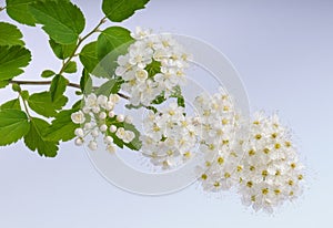 Flowers of meadowsweet