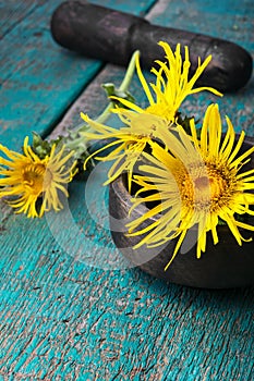 Flowers of medicinal elecampane