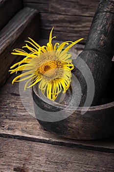 Flowers of medicinal elecampane