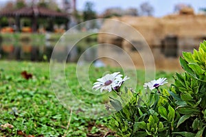 Flowers in Mediterranean photo