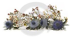 Flowers Mediterranean sea holly and Waxflowers isolated on white background.