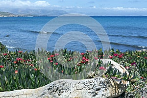 Flowers by the mediterranean sea malephora crocea, commonly known in Spain as clave de sol, with selective focus photo