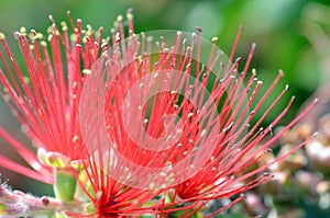 Flowers of Melaleuca citrina or Callistemon citrinus, ornamental shrub native to Australia