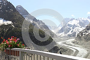 Flowers at Mer de Glace glacier, France