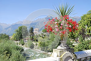 Flowers in Meran