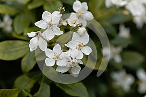 Mexican orange Choisya ternate