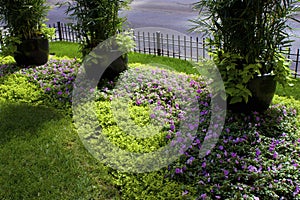 Flowers on Michigan Avenue  813853