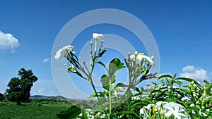 Flowers microphotography white and hills trees green farms and blue sky