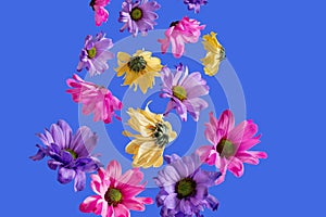 Flowers in midair against a blue backdrop