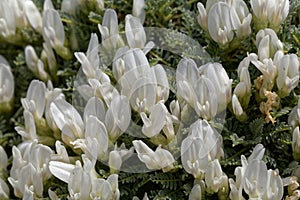 Flowers of the milkvetch Astragalus angustifolius