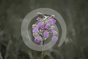 Flowers of Milky Orchid (Orchis lactea) photo