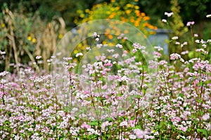 Flowers of millet blooming in Nepal