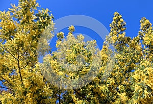 flowers of Mimosa on Acacia Tree symbol of the International Wom