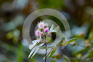 Flowers of a Mimosa albida