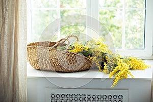 Flowers mimosa in basket on windowsill. Beautiful yellow spring flowers. 8 March , Easter, Mother\'s day.