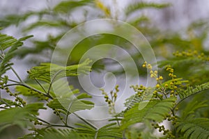 Flowers. Mimosa. Round little yellow buds and flowers on a branch, February