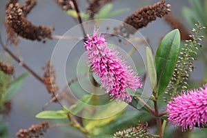 Flowers on the minor swartweed persicaria minor in Park Hitland in the Netherlands photo