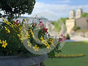 Flowers at the Mirabellgarten Salzburg