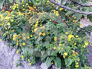 Flowers of Mirabilis jalapa