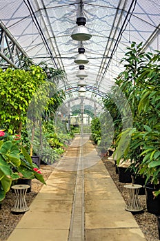 Flowers in modern greenhouse