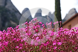 Flowers of Monserrat photo