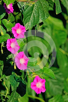 Flowers of Morning glory